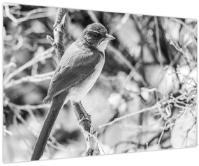 Tablou - Bluebird în timpul iernii (90x60 cm)