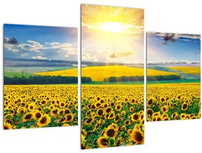 Tablou - Câmp cu floarea soarelui (90x60 cm)