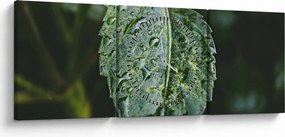 Tablou - picături pe frunză (cu ceas) (90x30 cm)