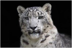 Tablou - Snow Leopard (90x60 cm)