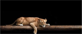Tablou - Lioness (120x50 cm)