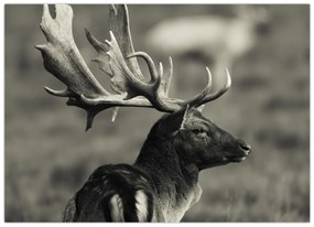 Tablou pe sticlă - Cerb (70x50 cm)