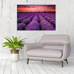 Tablou - Câmp de lavandă (90x60 cm)