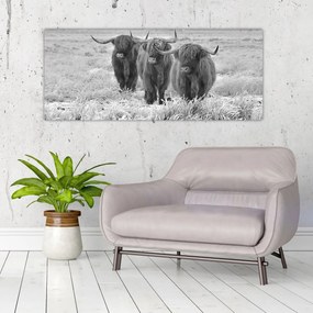 Tablou - Vaci scoțiene,alb-negru (120x50 cm)