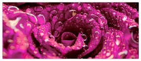 Tabloul cu floarea trandafirului roz (120x50 cm)