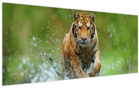 Tablou - Tigru care aleargă (120x50 cm)