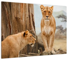 Tablou - două leoaice (70x50 cm), în 40 de alte dimensiuni noi