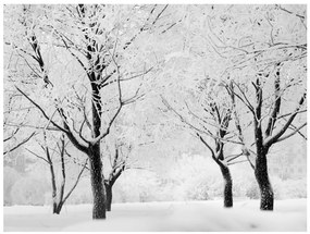 Fototapet - Trees - winter landscape