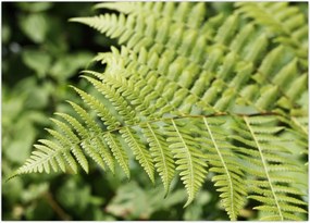 Tablou - Frunză de ferigă (70x50 cm)