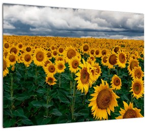 Tablou câmpului de floarea soarelui (70x50 cm), în 40 de alte dimensiuni noi