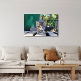 Tablou cu pisicuțe (90x60 cm)