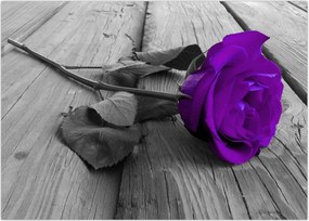 Tablou - Trandafir violet cu tulpina verde (70x50 cm)