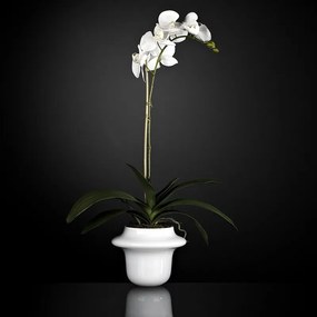 Aranjament floral elegant ATOLLO 1 WITH PHALENOPSIS SMALL 1141261.95