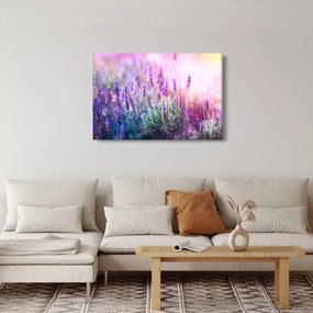 Tablou - Lavandă în strălucirea soarelui (90x60 cm)