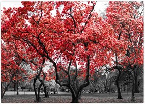 Tablou - Copacii roșii, Central Park, New York (70x50 cm)