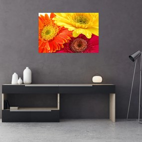 Tablou - Flori Gerbery (90x60 cm)