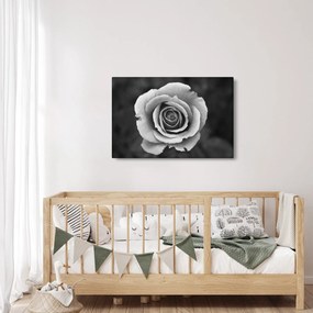 Tablou - Trandafir (90x60 cm)