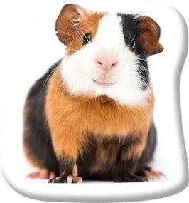 Animale Tricolor Perna decorativă în formă de cobai 37x35 cm Catifea
