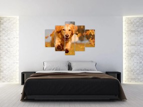 Tablou - Golden Retriever (150x105 cm)