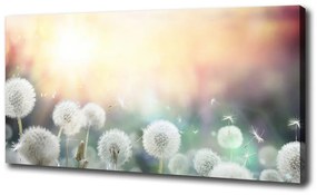 Tablou pe pânză canvas Domeniu de păpădia