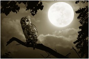 Tablou - Bufniță de noapte, auriu (90x60 cm)