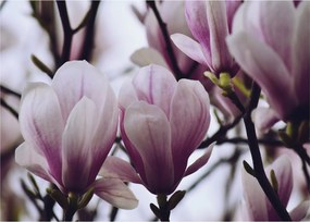 Tablou pe sticlă - Magnolie (70x50 cm)