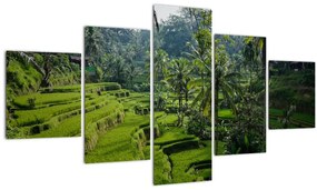 Tablou cu terasele cu orez Tegalalang, Bali (125x70 cm), în 40 de alte dimensiuni noi