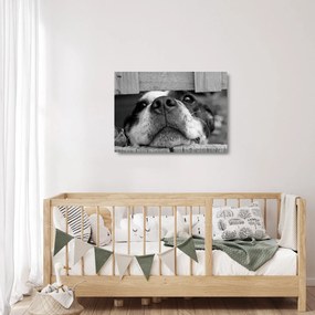 Tablou pe sticlă cu câine (70x50 cm)