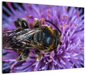Tablou pe sticlă cu albina pe floare (70x50 cm)