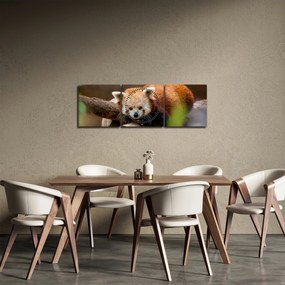 Tablou cu panda roșie (cu ceas) (90x30 cm)