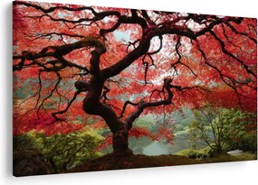 Tablou - Arțarul japonez roșu, Portland, Oregon (90x60 cm)