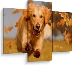 Tablou - Golden Retriever (90x60 cm)