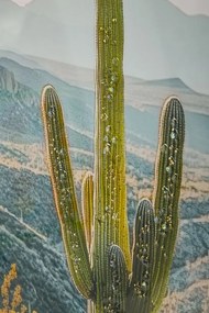 Mauro Ferretti Pictura Pe Panza Lacuita, Cu Rama, Cactus -B- Cm 60X4X88 | Aosom Romania