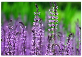 Tablou cu flori de luncă violete (90x60 cm)