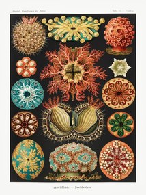 Reproducere Ascidiae–Seescheiden, Ernst Haeckel