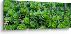 Tablou - Aloe (cu ceas) (90x30 cm)