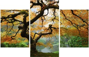 Tablou - Arțarul japonez galben, Portland, Oregon (90x60 cm)