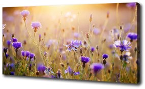 Tablou pe pânză canvas Flori de câmp