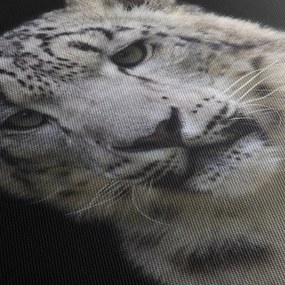 Tablou - Snow Leopard (150x105 cm)