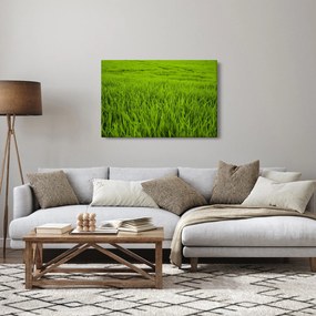 Tablou cu iaraba (90x60 cm)