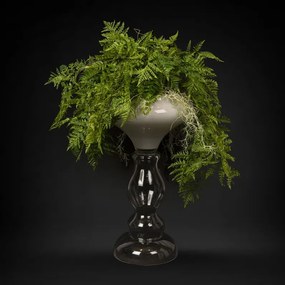 Aranjament floral mare ZEUS FERN ROOTS BALL