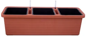 Plastia Plantator cu auto-apărare Berberis TRIO,te rakota