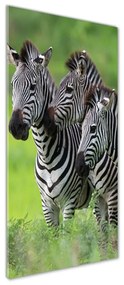 Tablou Printat Pe Sticlă trei zebre