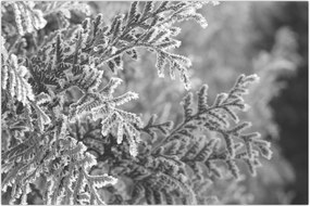 Tablou - Pădure de molid (90x60 cm)