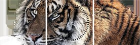 Tablou cu tigrul (cu ceas) (90x30 cm)