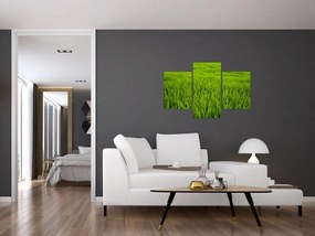 Tablou cu iaraba (90x60 cm)
