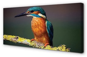 Tablouri canvas pasăre colorat de pe o ramură