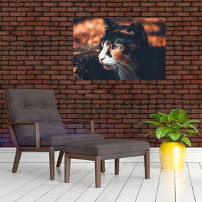 Tablou - Privirea pisicii (90x60 cm)