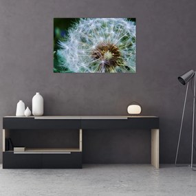 Tabloul cu păpădie desflorit (90x60 cm)