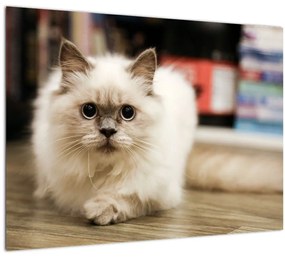 Tablou cu pisica albăr (70x50 cm), în 40 de alte dimensiuni noi